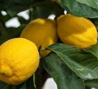 Eureka Lemon Tree Picture