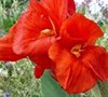 Canna 'President'