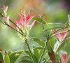 Flaming Silver Pieris
