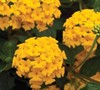 Annuals