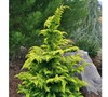 Gold Tip Fernspray Cypress