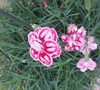 Starburst Dianthus Hybrid