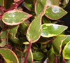 Sunshine Daydream Abelia