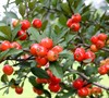 Eastern Mayhaw