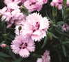 Everlast Dianthus