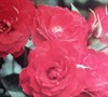 Autumn Sunblaze® Miniature Rose