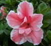 Autumn Sunburst Encore Azalea
