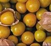 Aunt Molly's Ground Cherry 