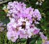 Early Bird Lavender Crape Myrtle