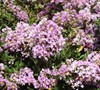 Early Bird Lavender Crape Myrtle Picture