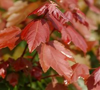 Summer Red Maple Picture