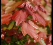 Summer Red Maple