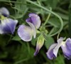 Sweet Pea