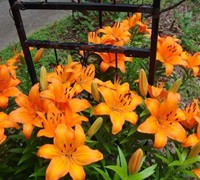 Orange Asiatic Lily Picture
