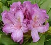 Boursault Rhododendron