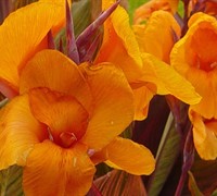 Tropicana Canna Lily Picture