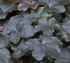 Blackout Coral Bells