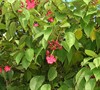 Spicy Jatropha