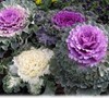 Ornamental Kale