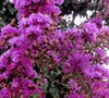 Zuni Crape Myrtle