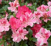Conversation Piece Azalea Picture