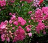Petite Embers Crape Myrtle