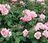 Queen Elizabeth Rose
