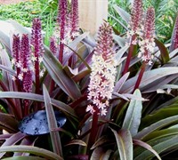 Sparkling Burgundy Pineapple Lily Picture