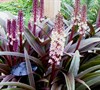 Sparkling Burgundy Pineapple Lily