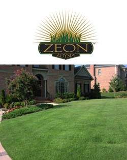 Zoysia Zeon