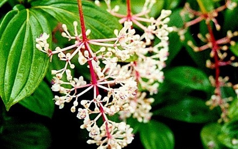 Medinilla speciosa