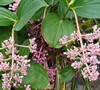 Picture about Is This A Picture Of A Rose Grape Medinilla Speciosa Plant?