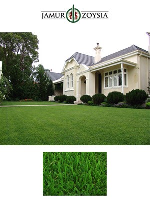 Jamur Zoysia Grass