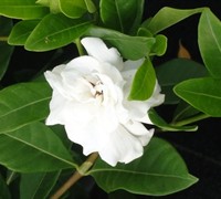 Veitchii Gardenia Picture