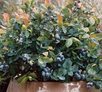 Peach Sorbet Dwarf Blueberry Picture