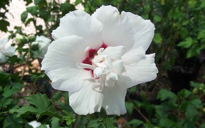 Morning Star Rose Of Sharon Picture