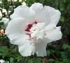 Morning Star Rose Of Sharon Picture