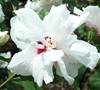 Morning Star Rose Of Sharon Picture