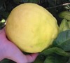 Ponderosa Lemon
