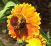 Mardi Gras Helenium