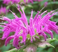 Grand Parade Bee Balm Picture