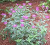 Grand Parade Bee Balm