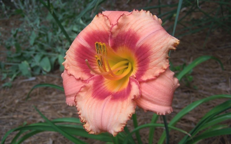 Strawberry Candy Daylily Picture
