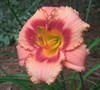 Strawberry Candy Daylily Picture