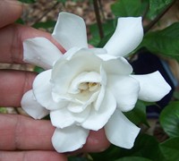 Fall In Love Hardy Gardenia Picture