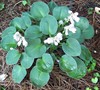 Blue Mouse Ears Hosta