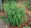 Upland Sea Oats