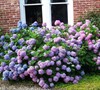 Endless Summer Hydrangea Picture