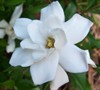 Frostproof Gardenia