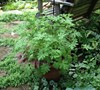 Lemon Scented Geranium